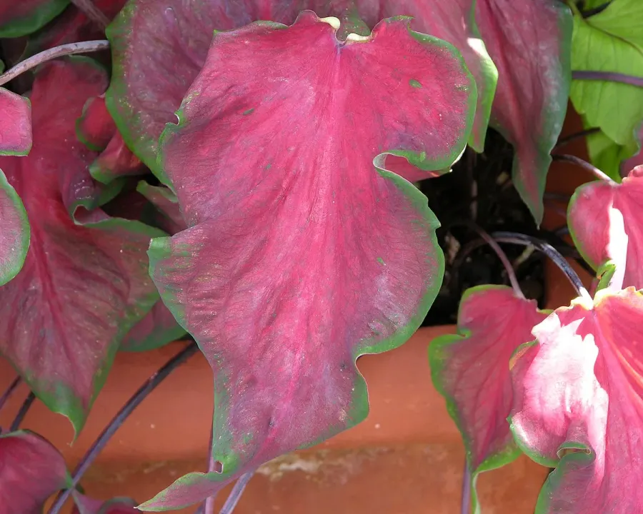 Foto von Caladium (Caladium bicolor).