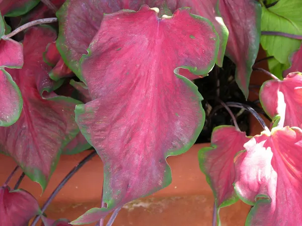 Foto von Caladium (Caladium bicolor).