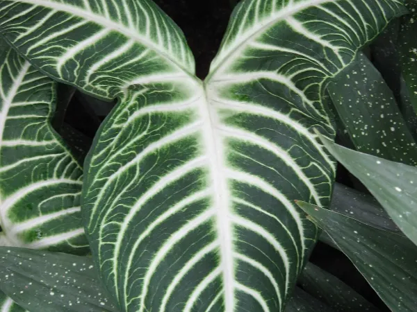 Foto von Caladium (Caladium lindenii).