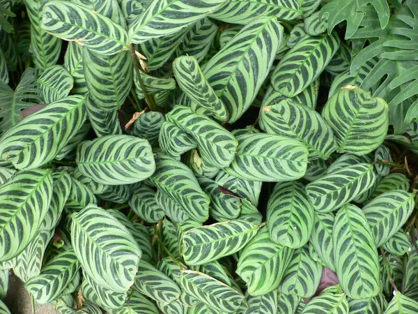 Foto von Calathea (Ctenanthe burle-marxii).