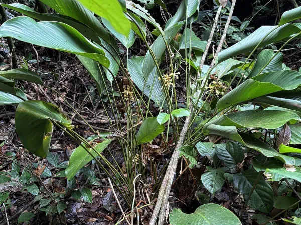 Foto von Calathea (Goeppertia elliptica).