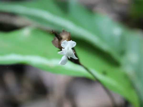 Foto von Calathea (Goeppertia micans).