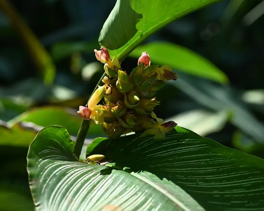 Foto von Calathea (Goeppertia ornata).