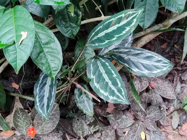 Foto von Calathea (Goeppertia picturata).