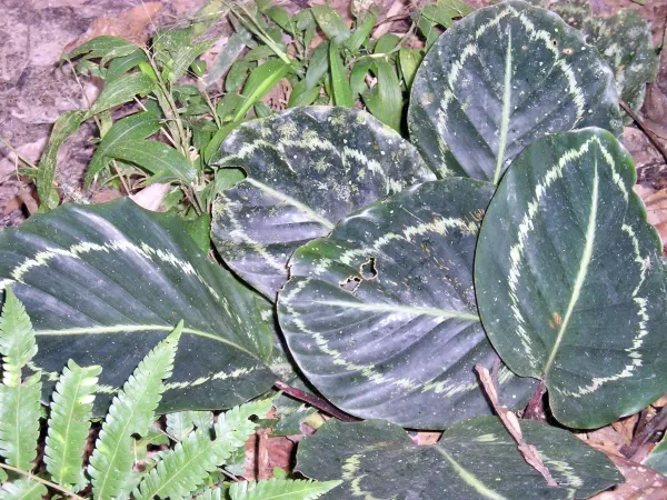 Foto von Calathea (Goeppertia roseopicta).