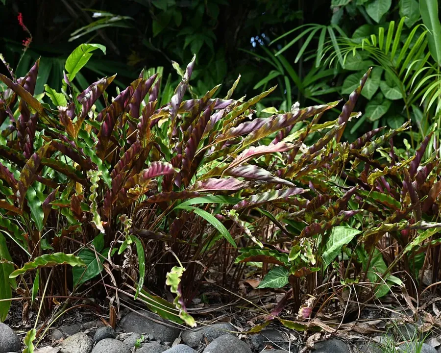 Foto von Calathea (Goeppertia rufibarba).