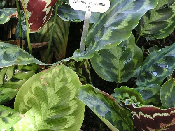 Foto von Calathea (Goeppertia veitchiana).