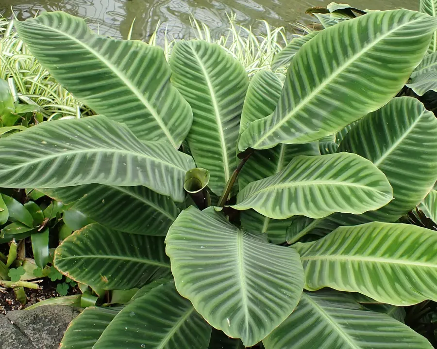 Foto von Calathea (Goeppertia zebrina).