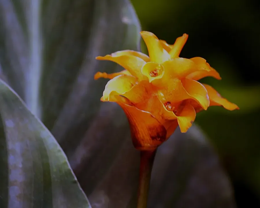 Foto von Calathea (Goeppertia crocata).