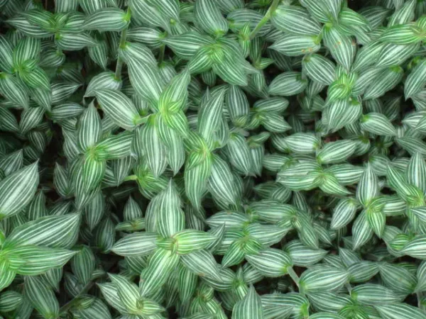 Foto von Callisia (Callisia elegans).