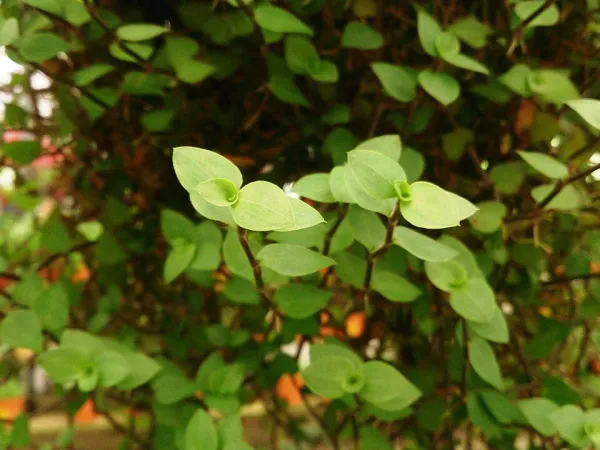 Foto von Callisia (Callisia repens).