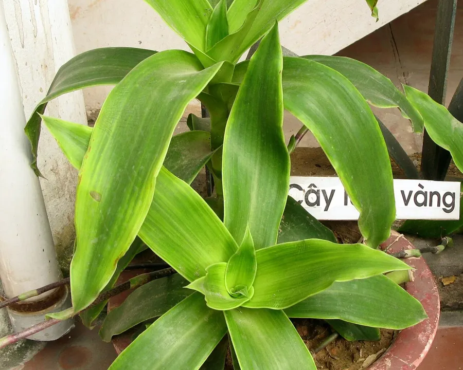 Foto von Callisia (Callisia fragrans).
