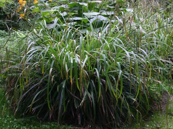 Foto von Carex (Carex pendula).