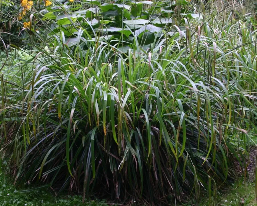Foto von Carex (Carex pendula).