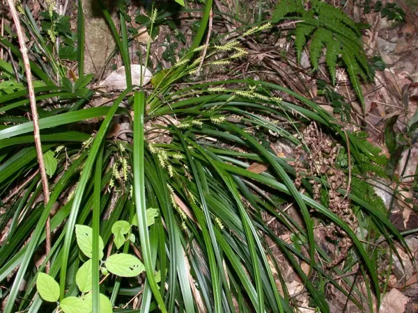 Foto von Carex (Carex morrowii).