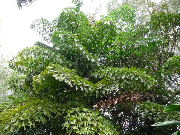 Foto von Caryota (Caryota urens).