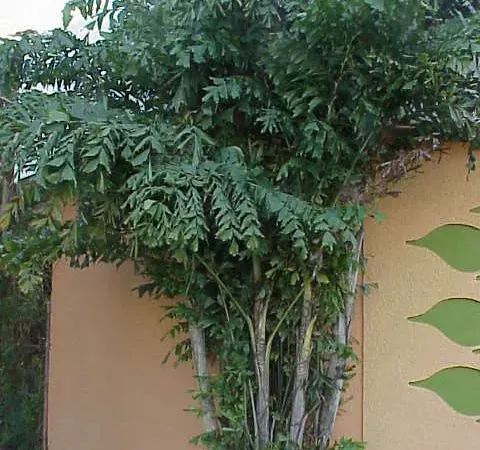 Foto von Caryota (Caryota mitis).