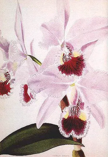 Foto von Cattleya (Cattleya labiata).