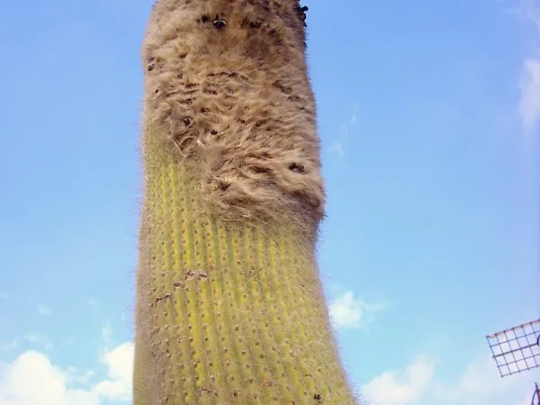 Foto von Cephalocereus (Cephalocereus senilis).