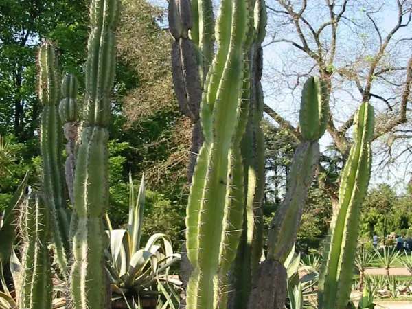 Foto von Cereus (Cereus jamacaru).