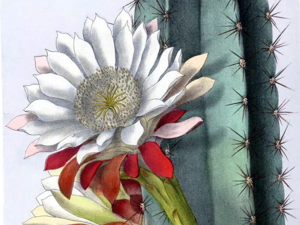 Foto von Cereus (Cereus peruvianus).