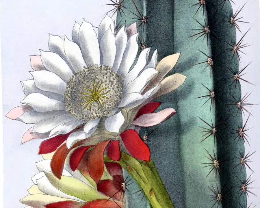 Foto von Cereus (Cereus peruvianus).