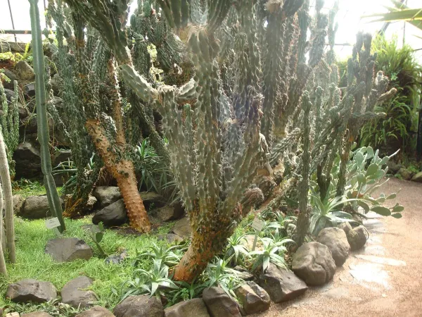 Foto von Cereus (Cereus uruguayanus).