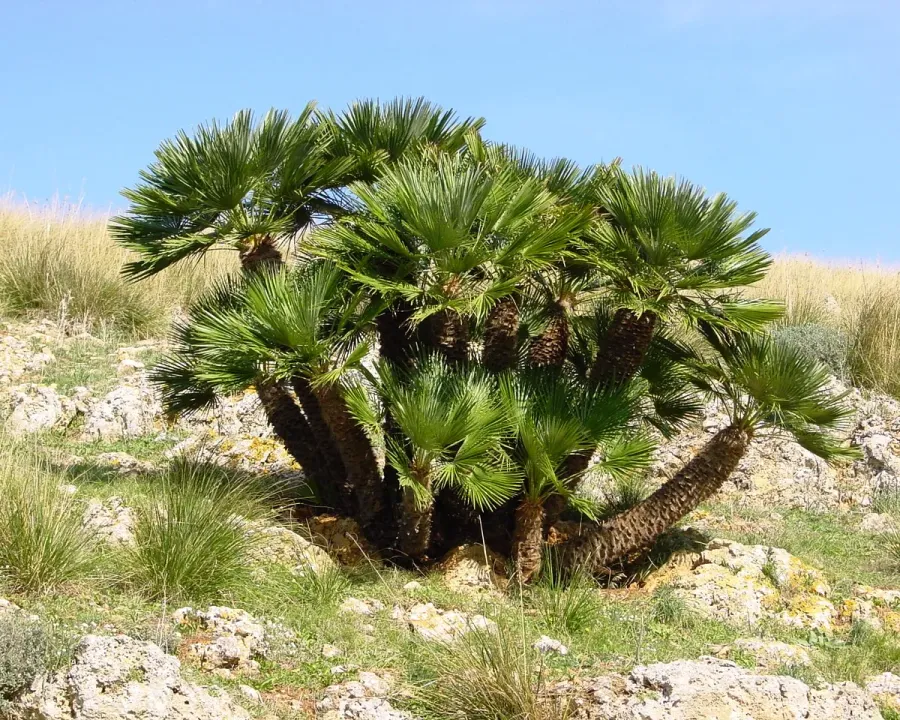 Foto von Chamaerops (Chamaerops humilis).