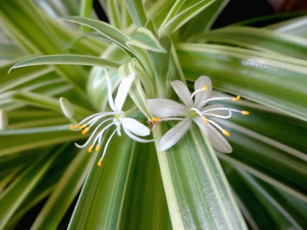 Foto von Chlorophytum (Chlorophytum comosum).