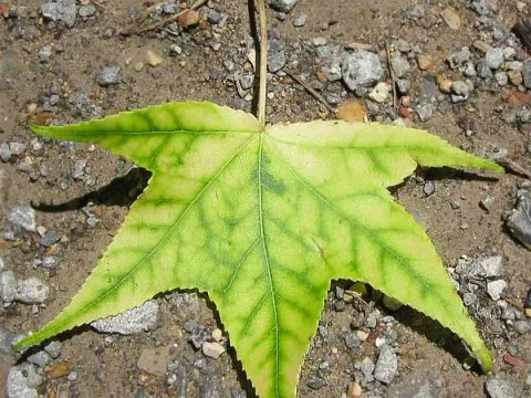 Foto oder Aufnahme zum Pflanzenproblem: Chlorose.