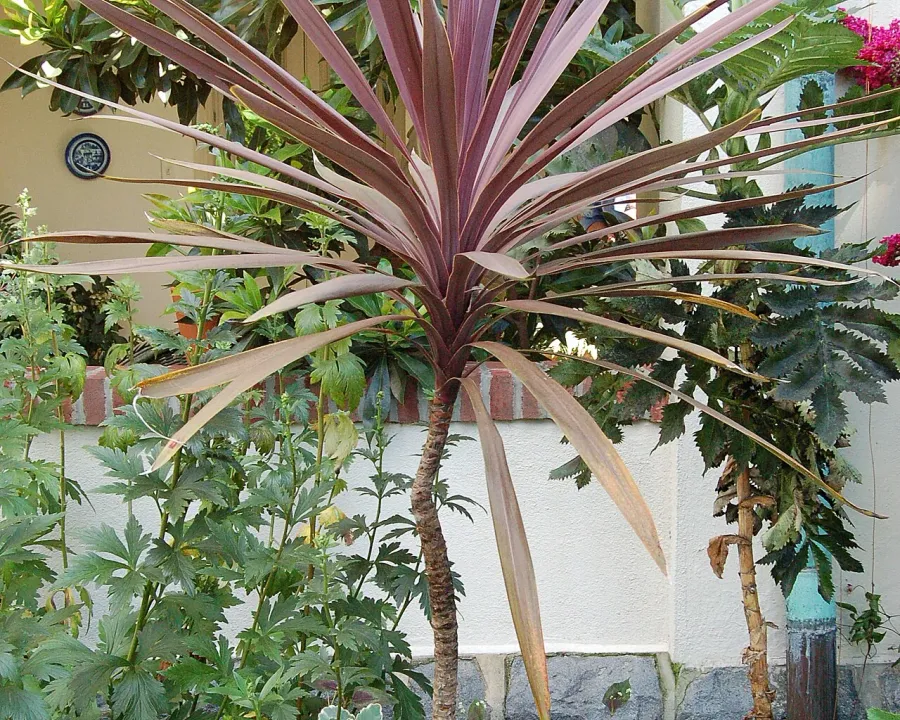 Foto von Cordyline (Cordyline australis).