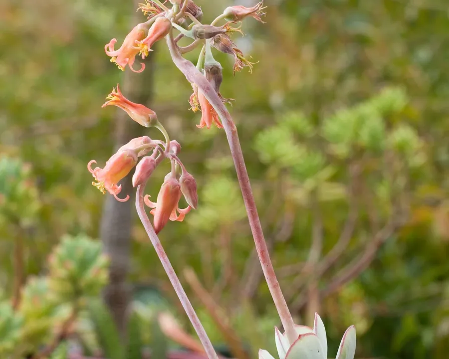 Foto von Cotyledon (Cotyledon orbiculata).
