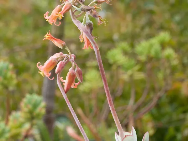 Foto von Cotyledon (Cotyledon orbiculata).