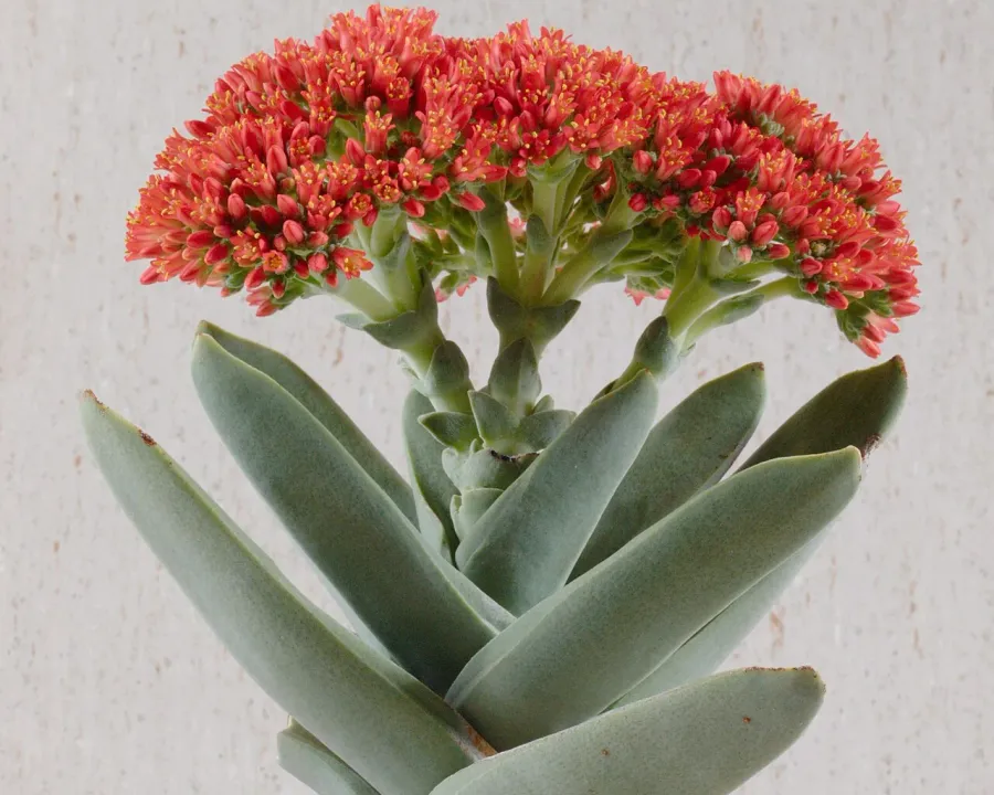 Foto von Crassula (Crassula falcata).