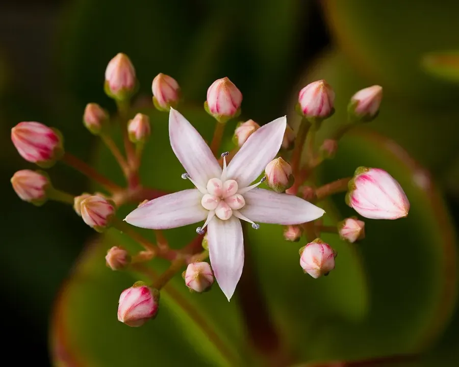 Foto von Crassula ovata (Crassula ovata).