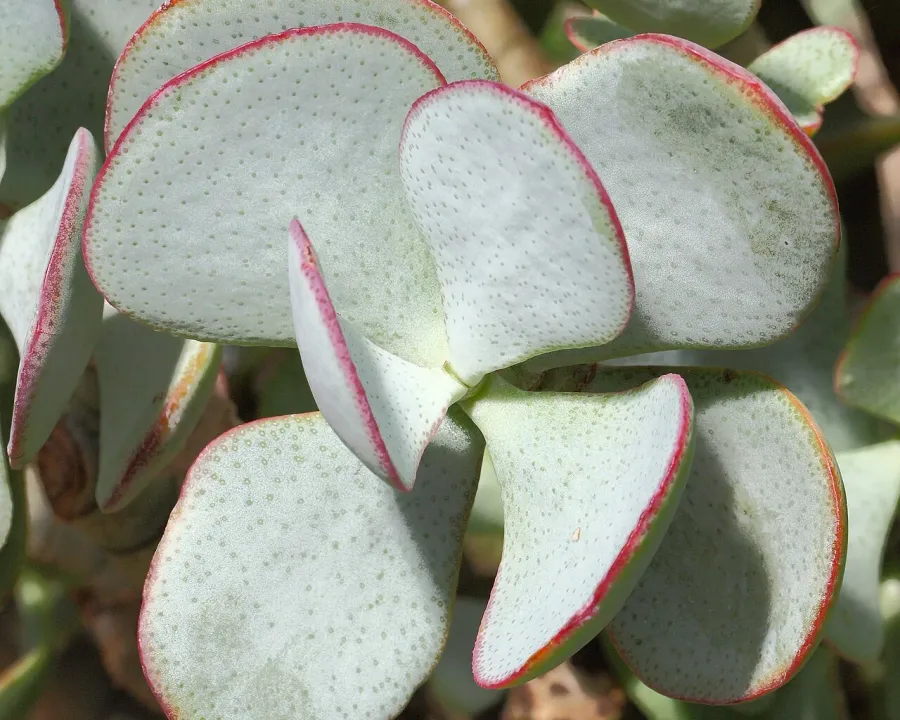 Foto von Crassula (Crassula arborescens).