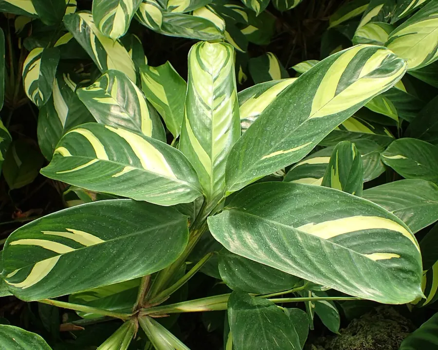 Foto von Ctenanthe (Ctenanthe lubbersiana).