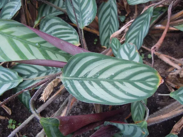 Foto von Ctenanthe (Ctenanthe setosa).