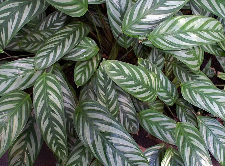 Foto von Ctenanthe (Ctenanthe oppenheimiana).