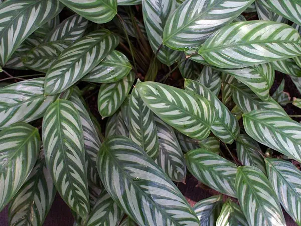 Foto von Ctenanthe (Ctenanthe oppenheimiana).
