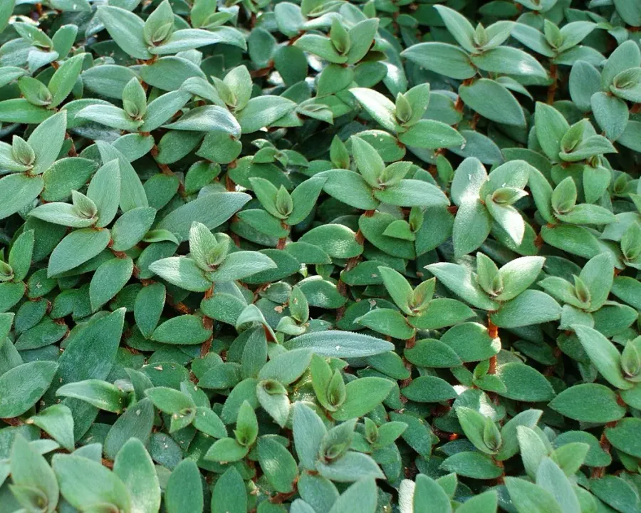 Foto von Cyanotis (Cyanotis kewensis).