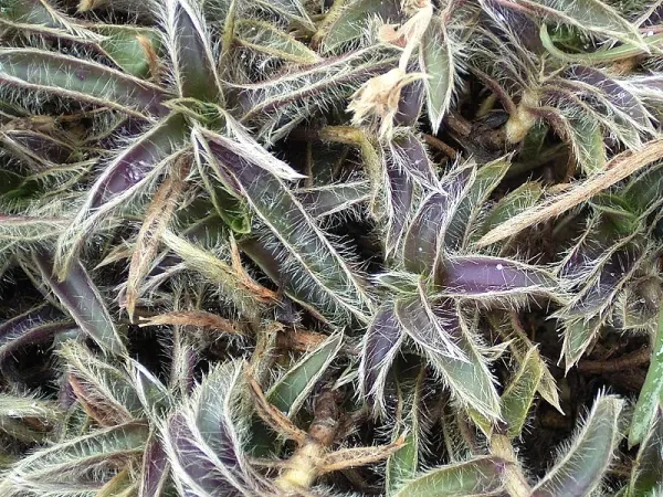 Foto von Cyanotis (Cyanotis somaliensis).