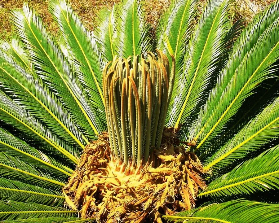 Foto von Cycas (Cycas revoluta).