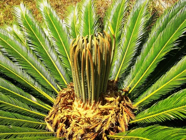 Foto von Cycas (Cycas revoluta).