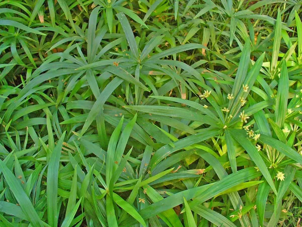Foto von Cyperus (Cyperus albostriatus).