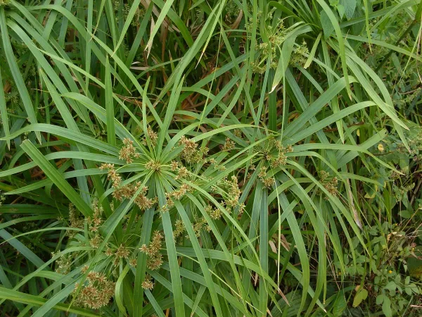 Foto von Cyperus (Cyperus alternifolius).