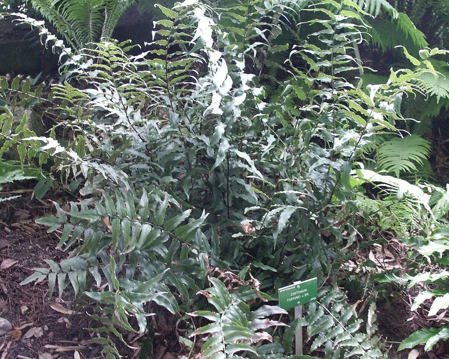 Foto von Cyrtomium (Cyrtomium fortunei).