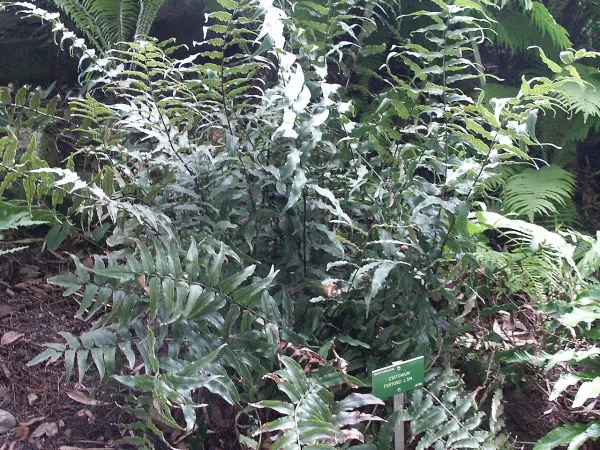 Foto von Cyrtomium (Cyrtomium fortunei).