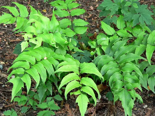 Foto von Cyrtomium (Cyrtomium falcatum).