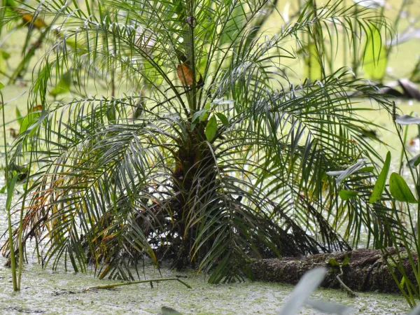 Foto von Dattelpalme (Phoenix roebelenii).